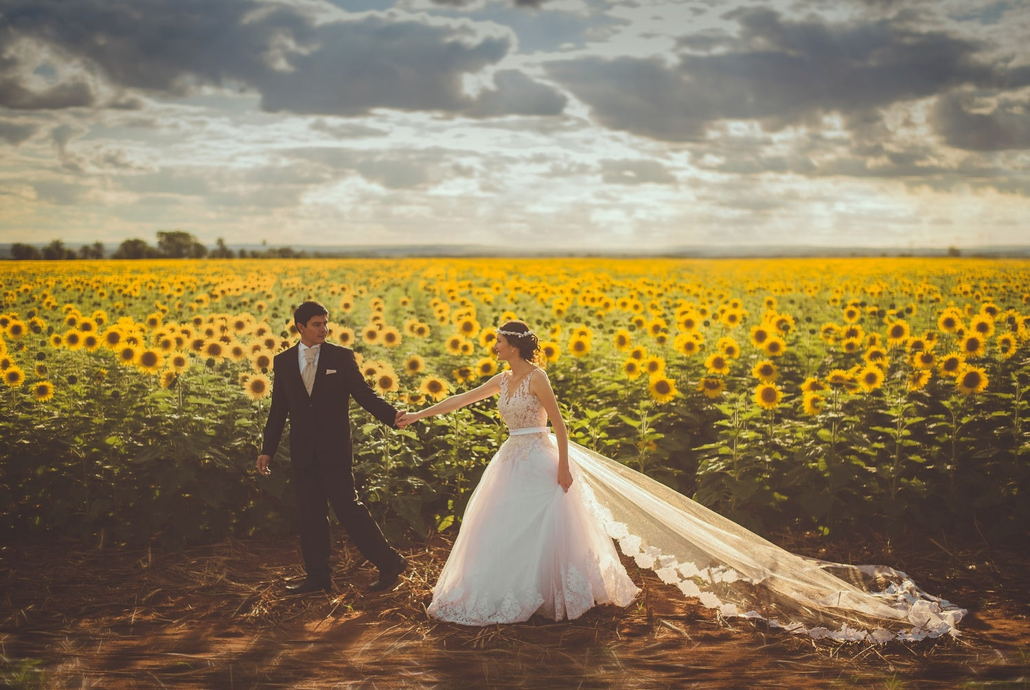 newlyweds in a sunflower field